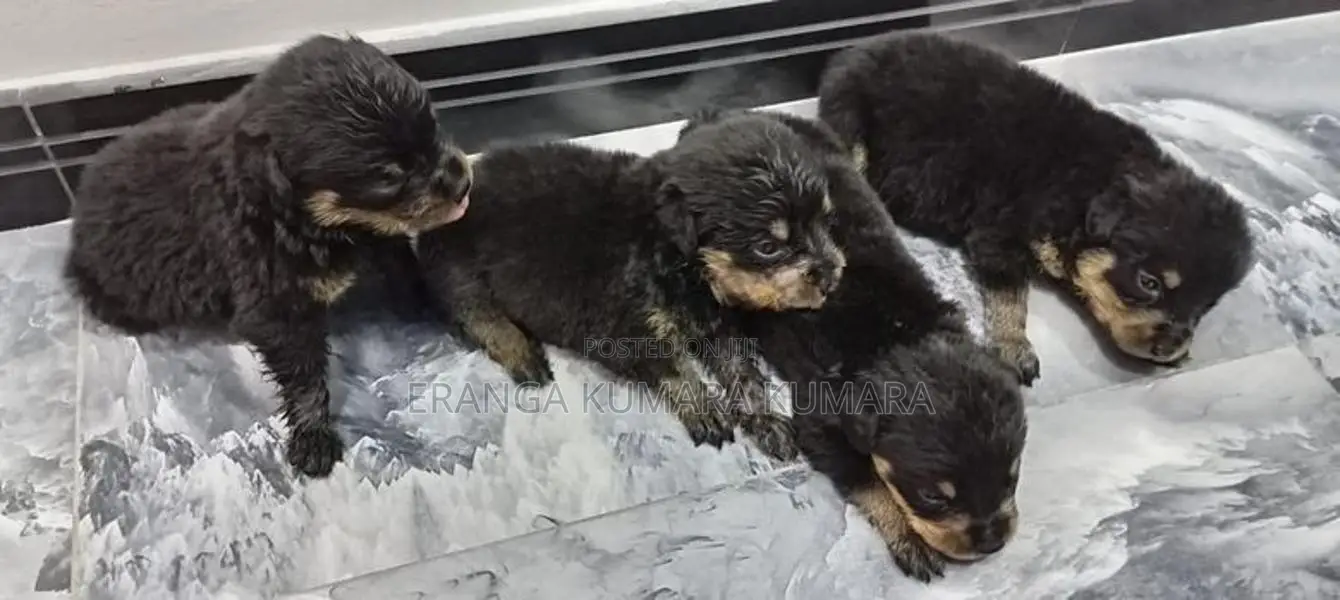 Rottweiler Puppies