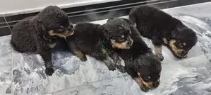 Rottweiler Puppies