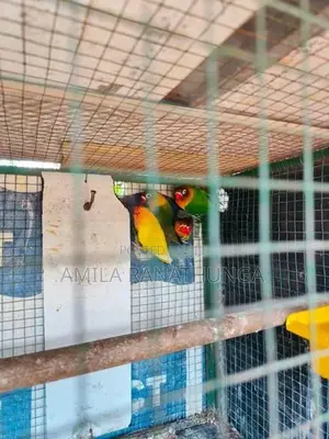 African Lovebirds with Chicks