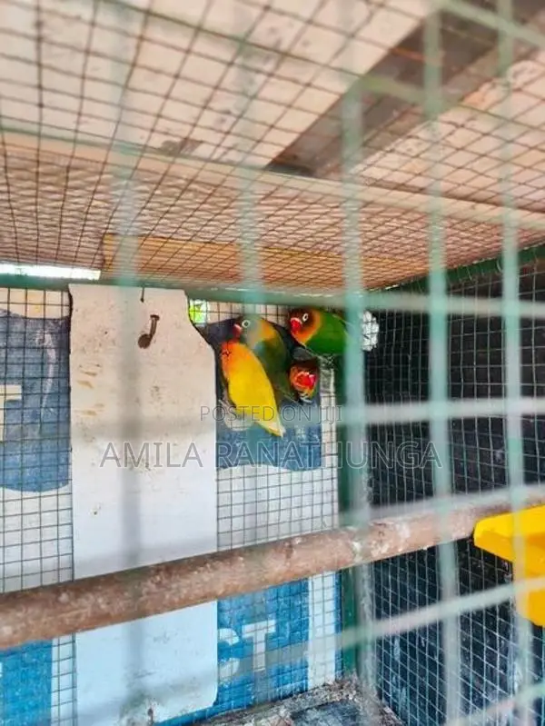 African Lovebirds with Chicks