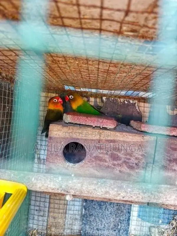 African Lovebirds with Chicks