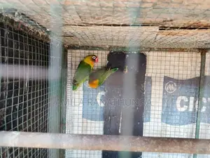 African Lovebirds with Chicks