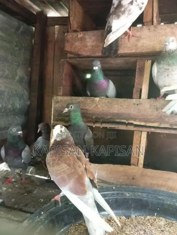 Timing Pigeons