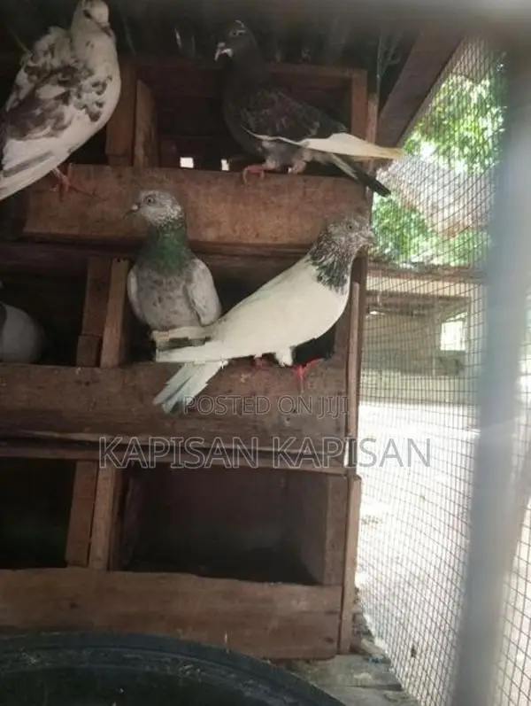 Timing Pigeons