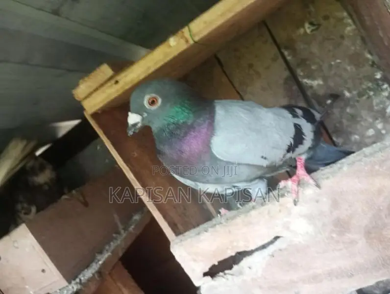 Timing Pigeons