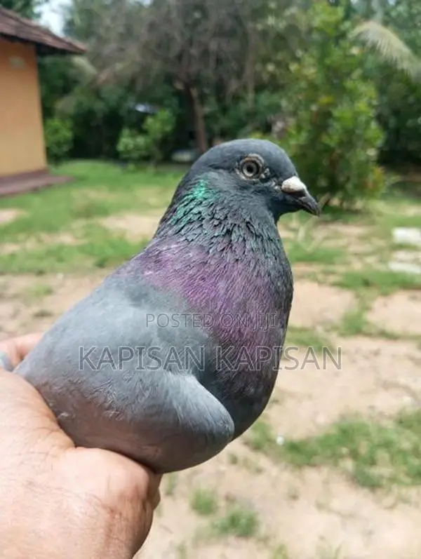 Timing Pigeons