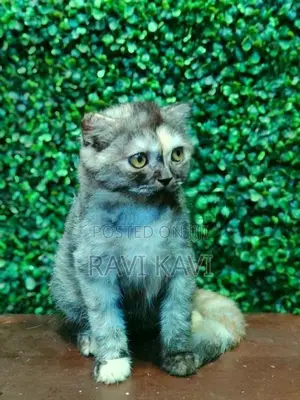 British Short Hair Kitten