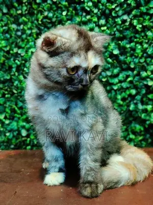 British Short Hair Kitten