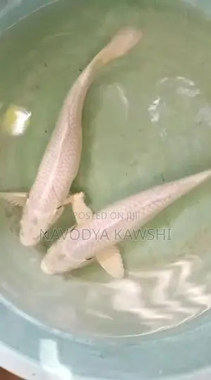 Sl Koi Fish