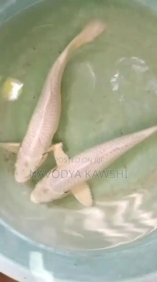 Sl Koi Fish