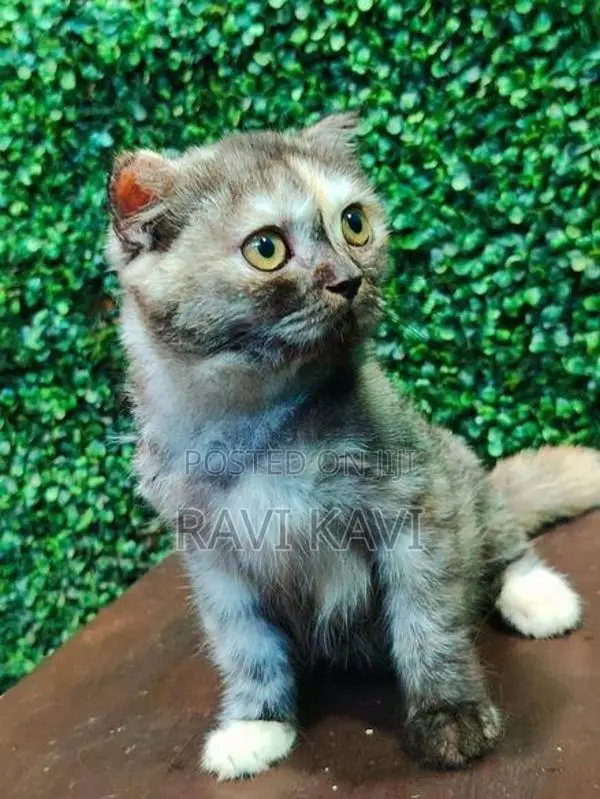 British Short Hair Kitten