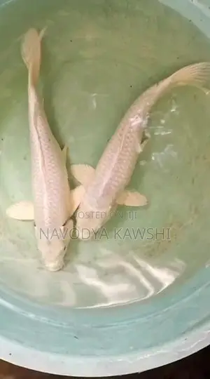 Sl Koi Fish