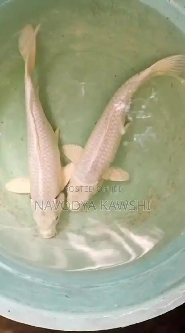 Sl Koi Fish