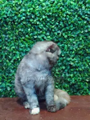 British Short Hair Kitten