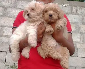 Terrier Puppies