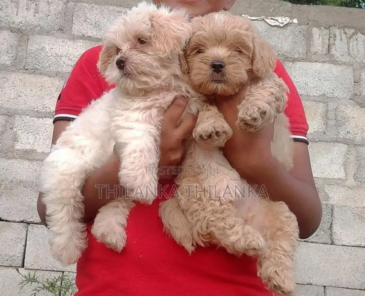 Terrier Puppies