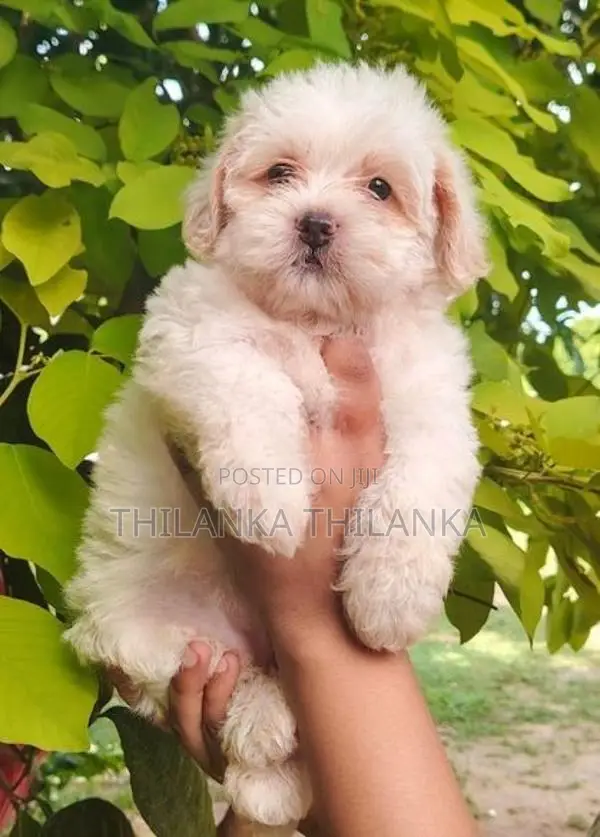 Terrier Puppies