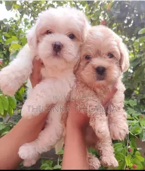 Terrier Puppies