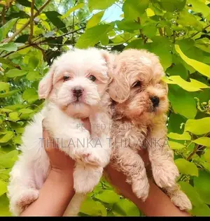 Terrier Puppies