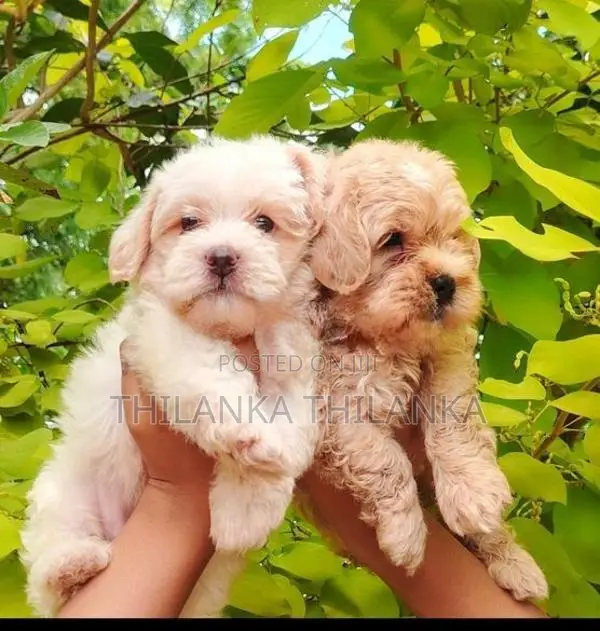 Terrier Puppies