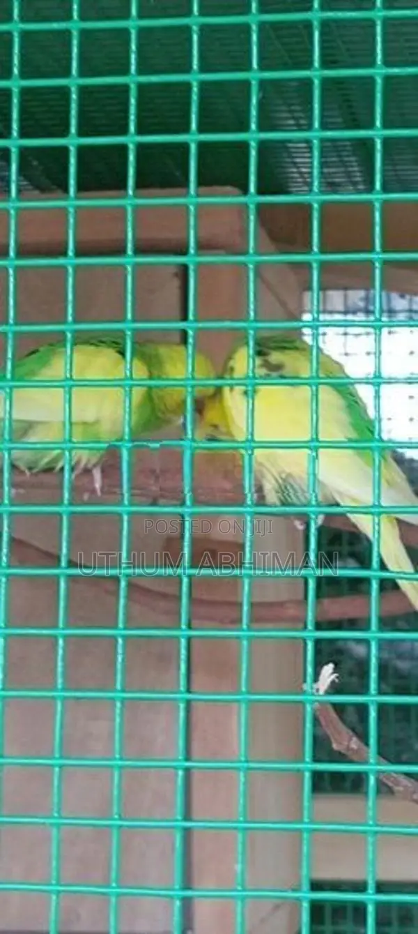 Love Birds