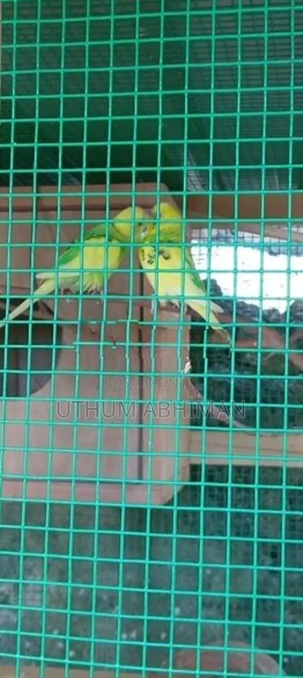 Love Birds