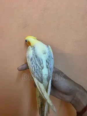 Cockatiel Hand Tame Birds