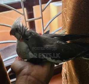 Cockatiel Hand Tame Birds