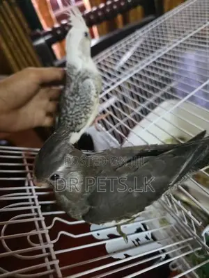 Cockatiel Hand Tame Birds