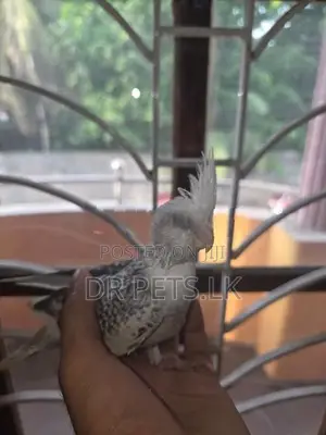 Cockatiel Hand Tame Birds