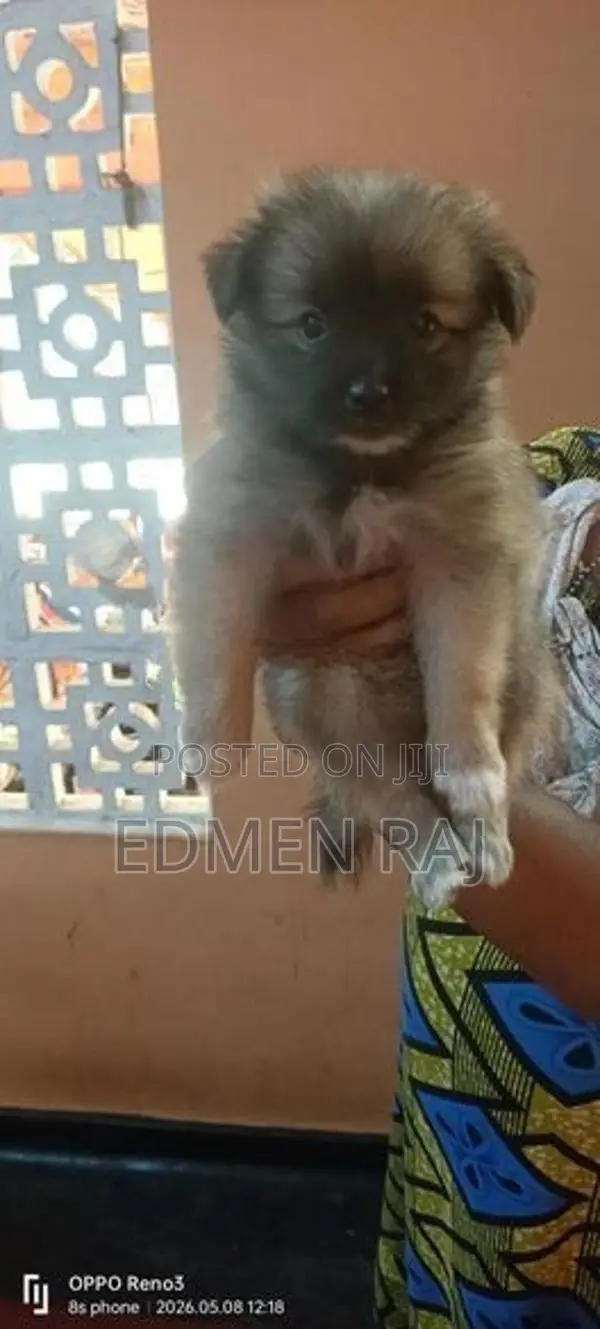 Lion Pomerian Puppy