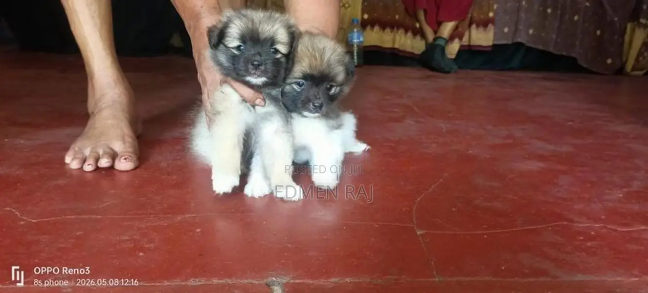 Lion Pomerian Puppy