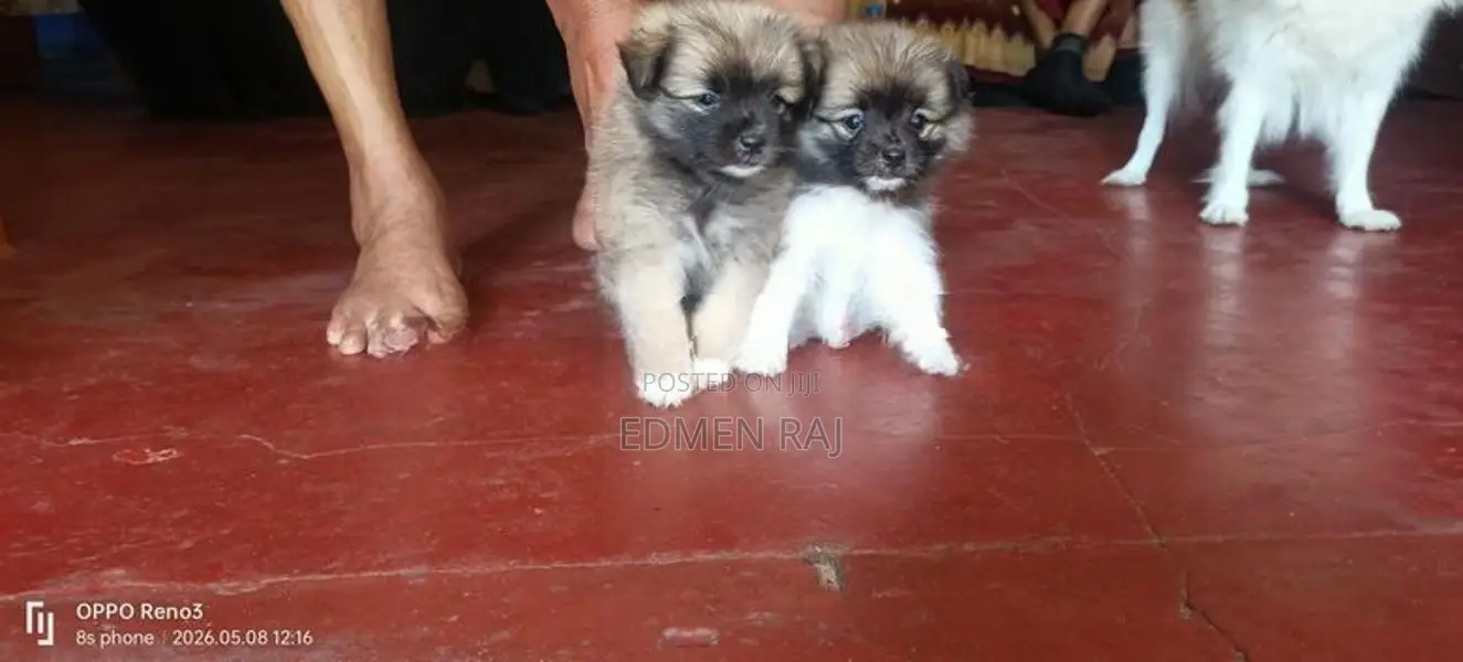 Lion Pomerian Puppy
