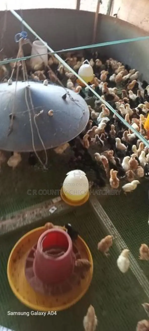 நாட்டு கோழி குஞ்சு
