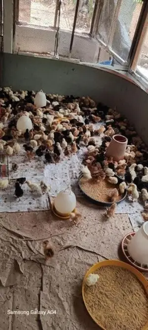 நாட்டு கோழி குஞ்சு