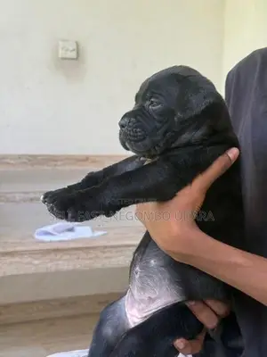 Cane Corso Puppies
