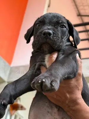 Cane Corso Puppies