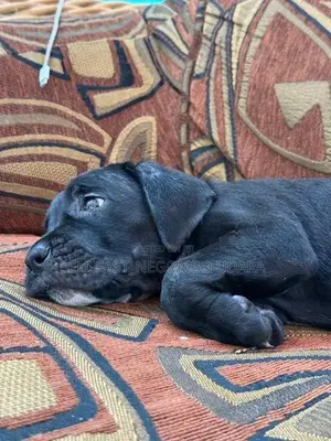 Cane Corso Puppies