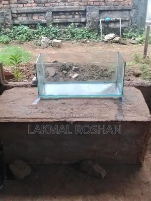 මාළු ටැංකි