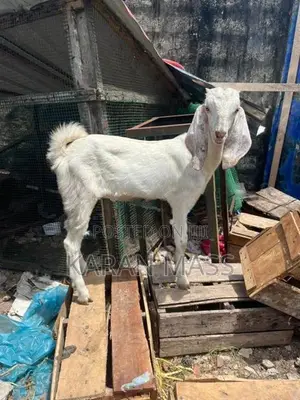 Farm Goat