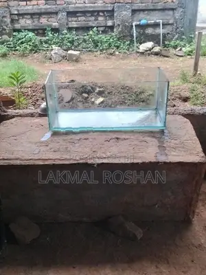 මාළු ටැංකි