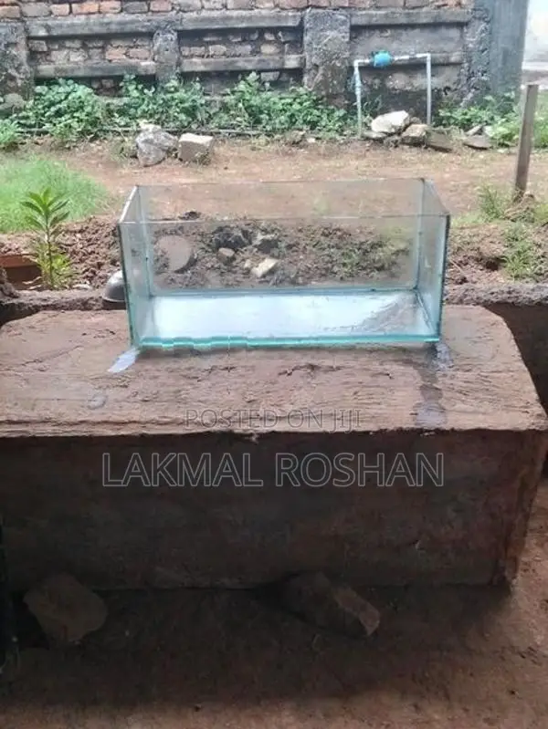 මාළු ටැංකි