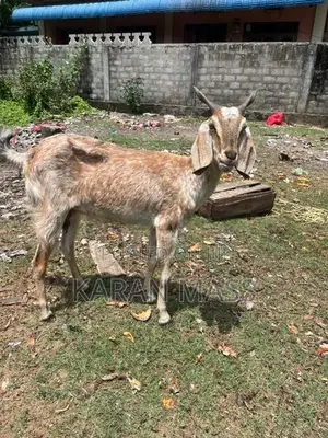 Farm Goat