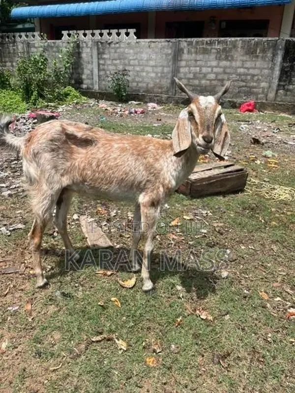 Farm Goat