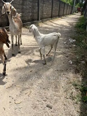 Farm Goat