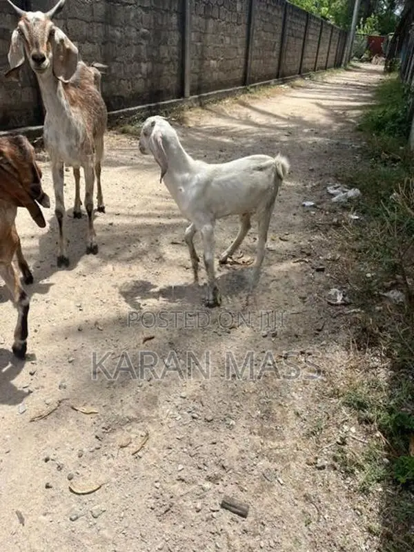 Farm Goat