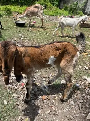 Farm Goat