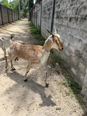 Farm Goat