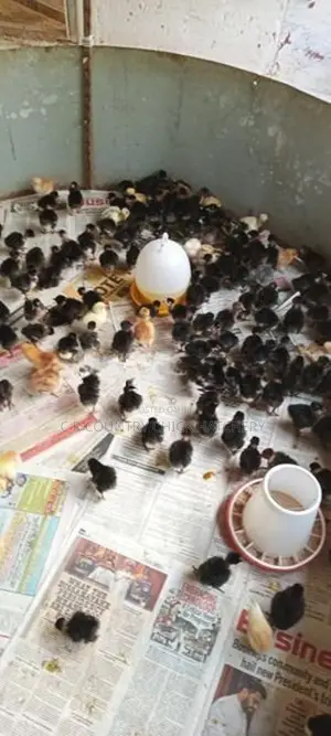 ஊர் கோழி குஞ்சு