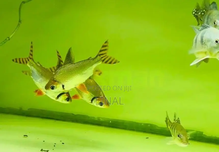 Red Flagtail Fish